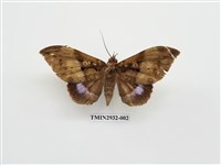 藏品(夜蛾269)的圖片